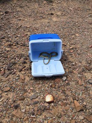 Great Basin Gopher Snake captured in my cooler.