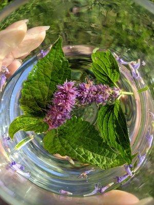 Anise Hyssop flower essence being made