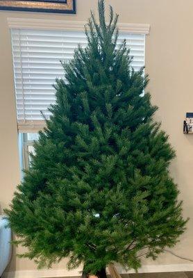 8ft Douglas Fir Christmas tree