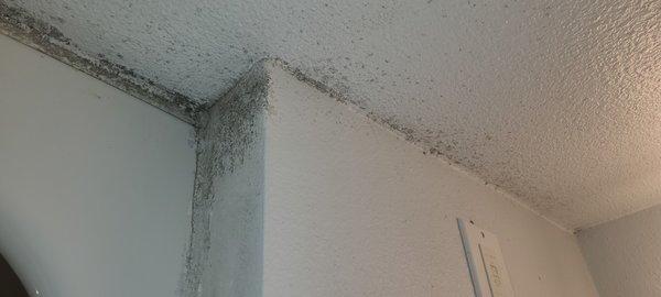 Mold and water damage everywhere