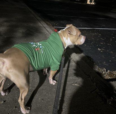 Lulu, with her cute xmas sweater keeping her warm on a chilly walk.