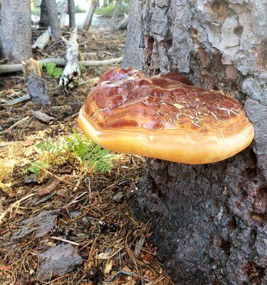 Tree-hugging mushroom