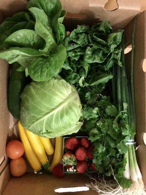 #ThankYouThursday2021 - 18 Nov delivery: gem lettuce, spinach, spring onion, cilantro, strawberries, zucchini, tomato, cabbage, cucumber.