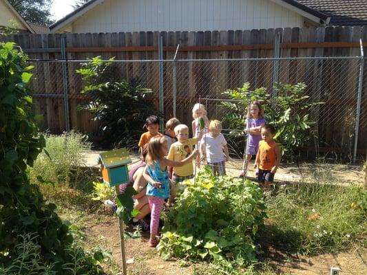 Harvesting cucumbers is exciting and rewarding.  The children plant the seeds, nurture the plants and keep garden journals.