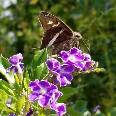 White-striped Longtail butterfly. One of over 50 species I saw and photographed here over the past 4 days.