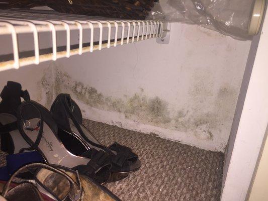 Closet Mold