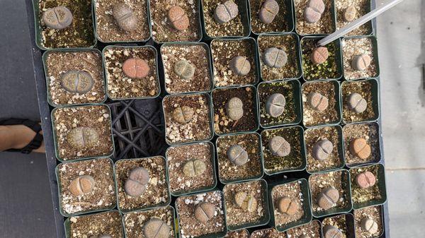 $10 per lithops