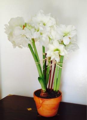 Christmas White Amaryllis