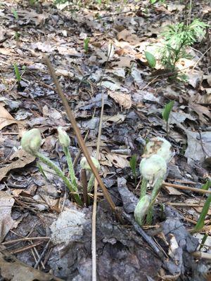 Ferns