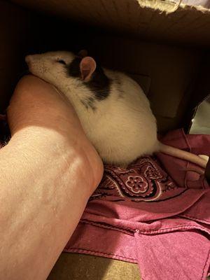 Pearl sleeping on my hand after surgery