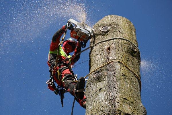 Quality Performance Tree Service