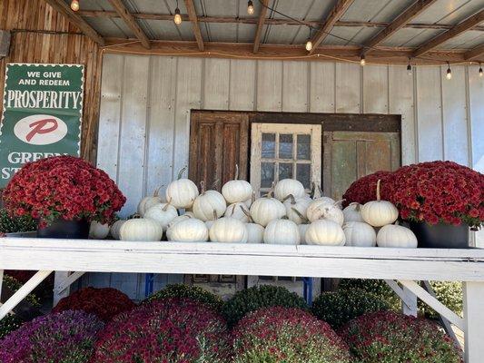 fall decor mums amd white pumpkins