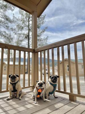 Dogs on the Cabin porch.