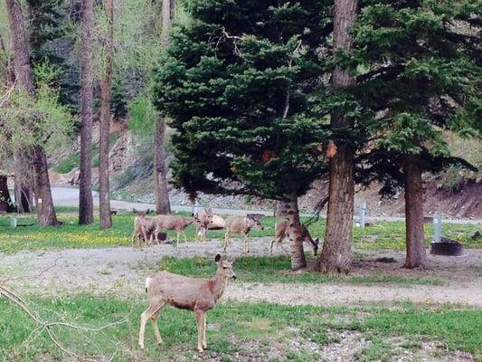 Just a few friends enjoying the scenery.