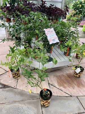 Lemon & Lime Tree Sale