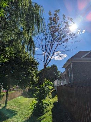 Ash tree dying from emerald ash borer infestation