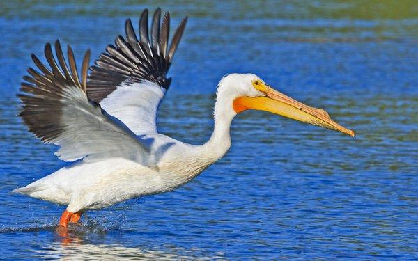 White Pelican