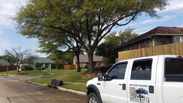 Tree Pruning In north Carrollton