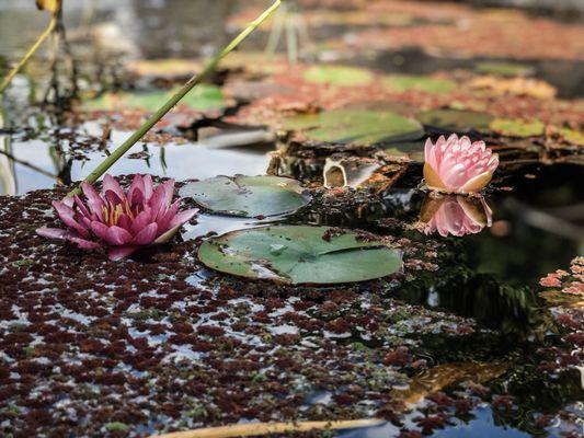 Lily pads with lotus flowers