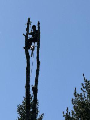 Jerrid taking down a pine tree that split at the top on the corner of our property.