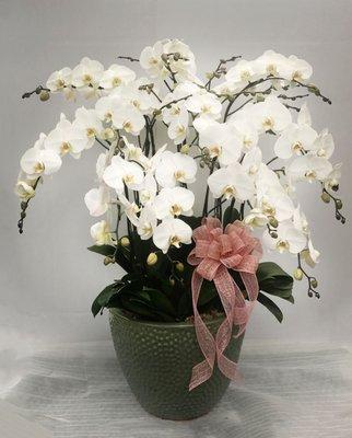 Orchids Arrangement