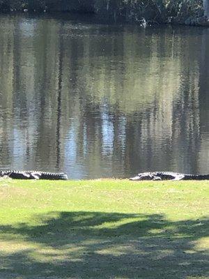 Gators in the distance