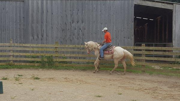 Working a green horse 30 days training