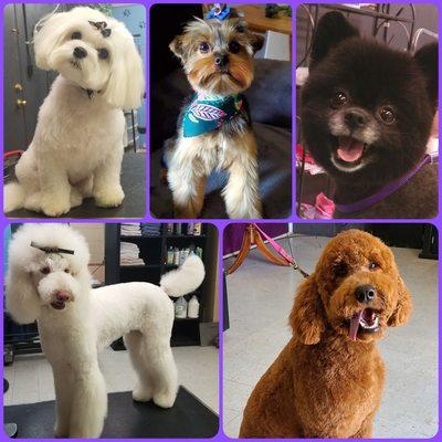 Happy Tailz Full Service Dog Grooming Salon