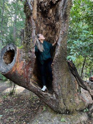 One of the many unique trees to explore