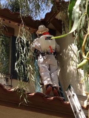 Bee service treatment of a hive in an eave of a home