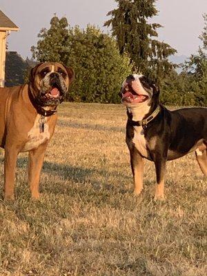 Bandit on the left and Smokey on the right