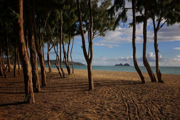 Ironwood Trees