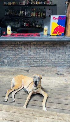 Paw Friendly Patio ~ White Tiger Austin Texas