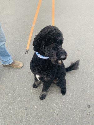 Our doodle after his grooming!