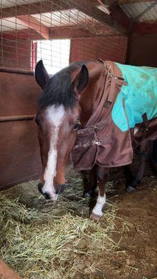 My horse and his hay Niki fed him