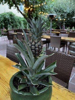 Pineapples potted in great courtyard