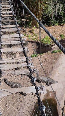 View from rope bridge over Nile crocodiles