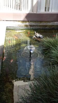 Dr Shaw's turtle and koi pond.