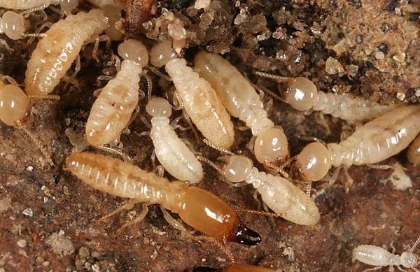 Termites