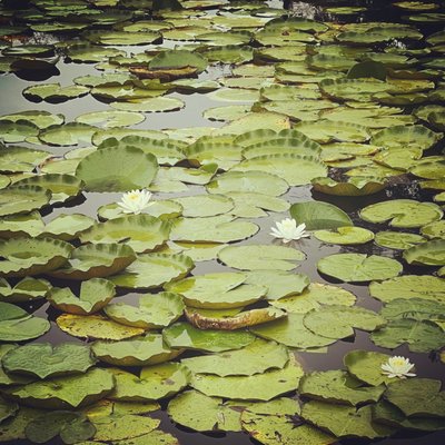 Lotus pond