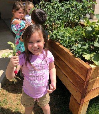 Harvesting the Pre-K garden