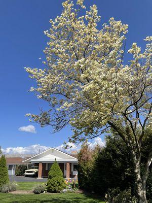 Dogwood in bloom.