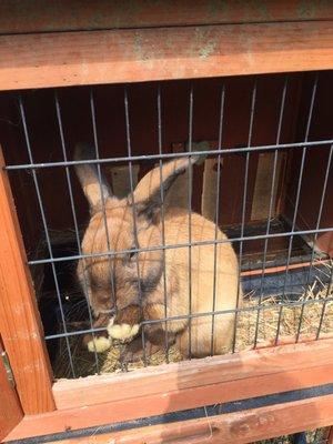 Cutest rabbit, and friendly too!