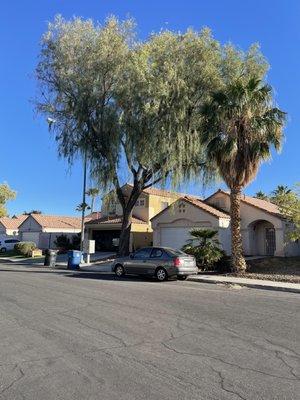 Huge tree we had removed. Palm was also trimmed up.