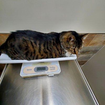 Weighing in on the exam table scale