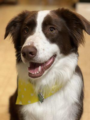 Freshly groomed and proud of it!