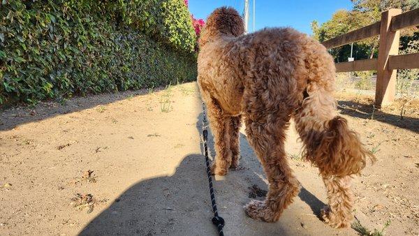 Cooper going on his daily walk.