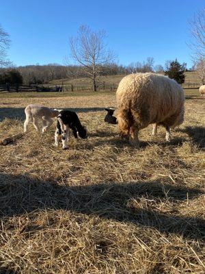 Sheep and three baby lambs