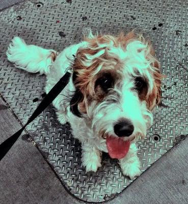 Photo Kat took of our precious Bartley on his walk! Happy as a clam.