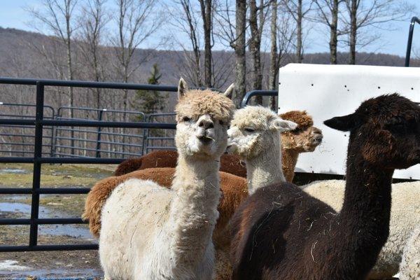 Alpaca friends